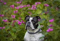 Continental bulldog tik söker Foderfamilj