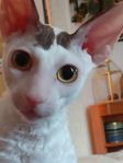 Söker fodervärd åt Cornish rex katt