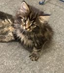 kattungar  norsk skogskatt 