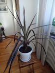 Röd praktdracena REA!