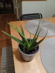 Aloe vera krukväxt REA!