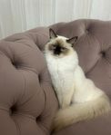 Ragdoll katt 