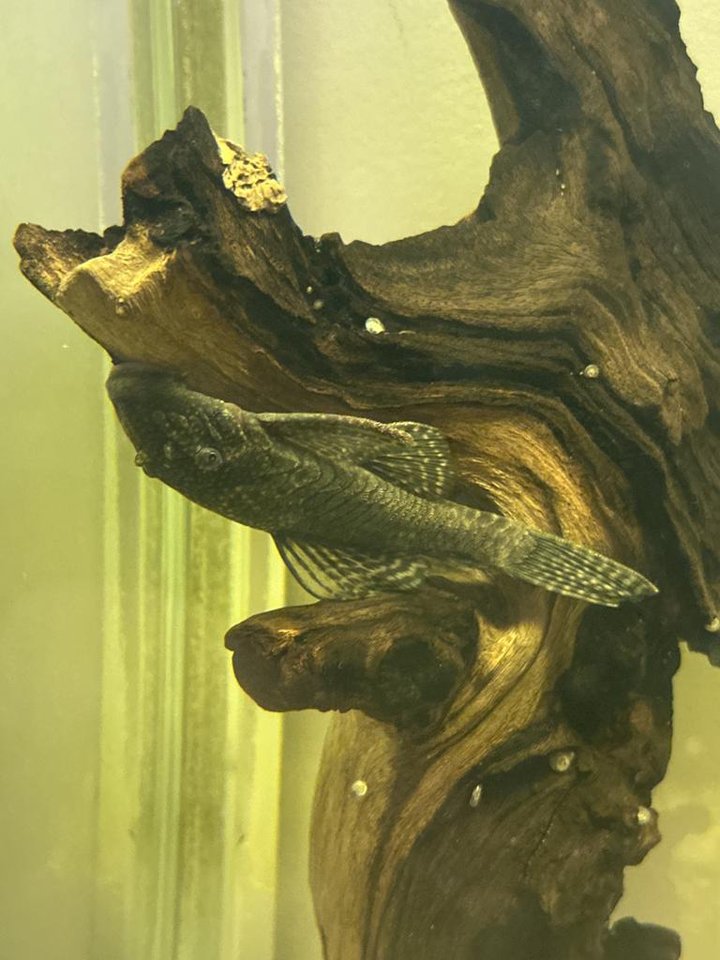 Ancistrus Mal pleco fisk
