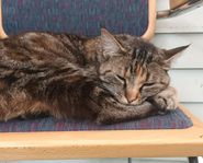 Skeppskatt hona omplacering..