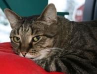 Omslagsbild för Djurskyddet Sverige