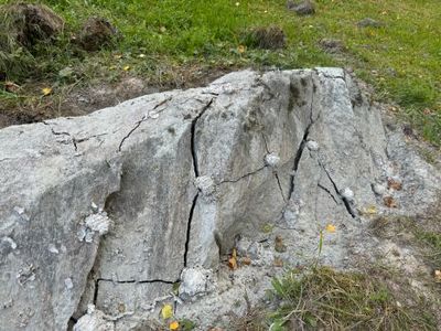 Omslagsbild för Bergkungen