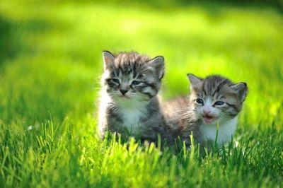 Omslagsbild för Djurskyddet Norra Halland