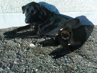 Omslagsbild för Jennys Hundar