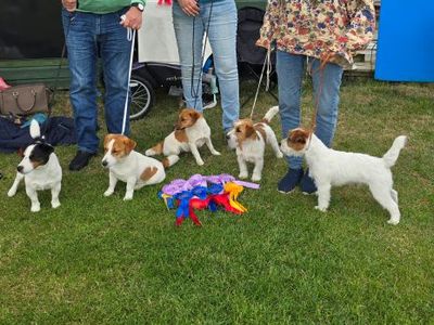 Omslagsbild för Piddelinjens Kennel 