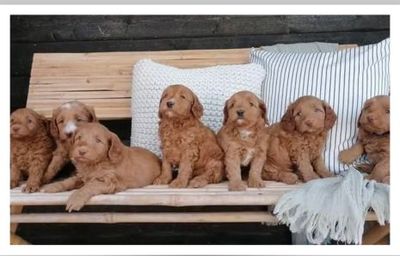 Omslagsbild för Doodlestars Australian Labradoodles